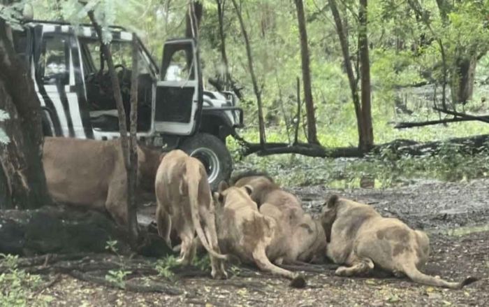 Nhân viên sở thú bị sư tử cắn tử vong, gia đình đau đớn khi nhìn con lần cuối