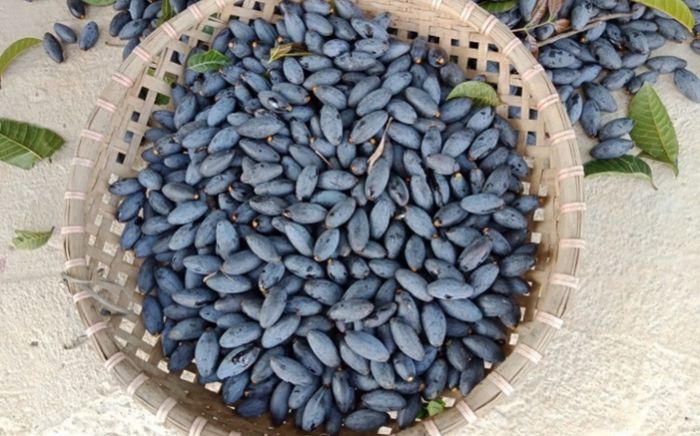 3 loại quả dân dã tốt cho sức khỏe nhưng người Việt lại dần lãng quên