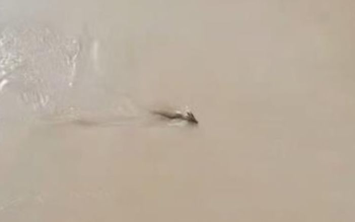 Bắt gặp con 'thủy quái' bơi vùn vụt dưới sông, người đàn ông thốt lên: 'Phải rồng không?'