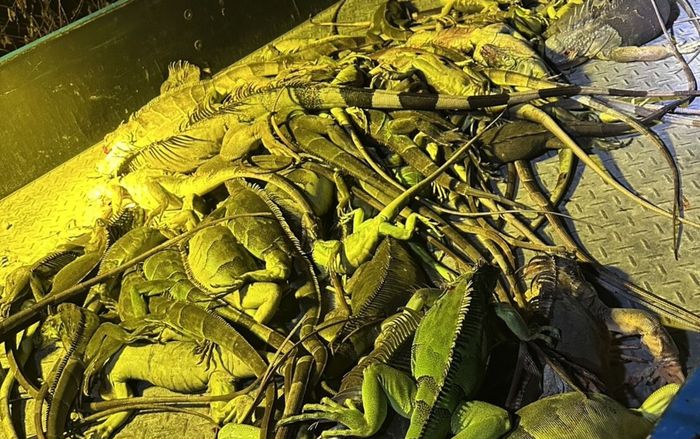 Nông dân hợp sức tiêu diệt một loài vật, gần 100 con bị bắt chỉ trong một đêm