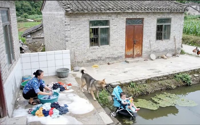 Clip: 17 triệu người chứng kiến chú chó giải cứu bé trai khỏi rơi xuống ao