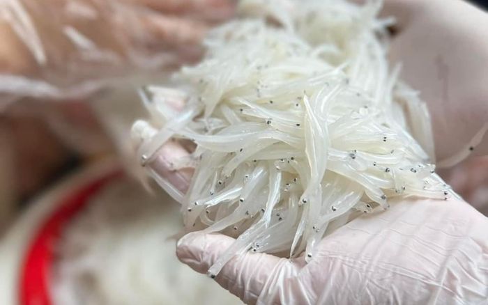 Loại cá bé tí trong suốt như thủy tinh, thịt ngọt không tanh nhưng mỗi năm chỉ có một mùa