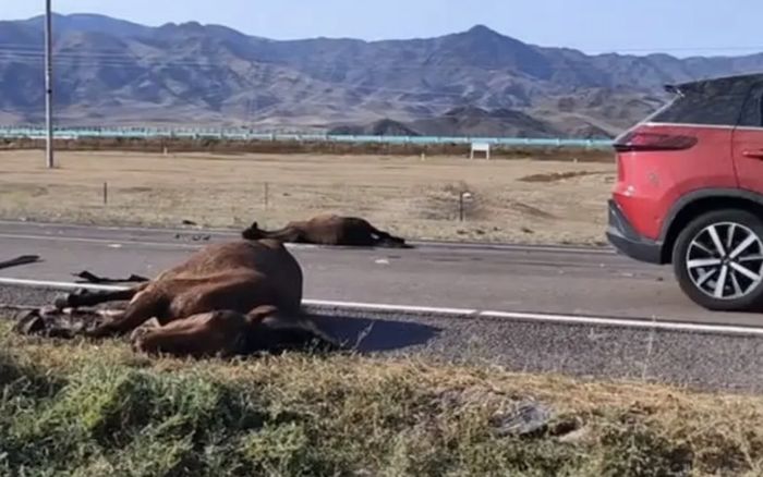 Người đàn ông tông chết 6 con ngựa trên quốc lộ, bị đòi bồi thường hơn 150 triệu đồng