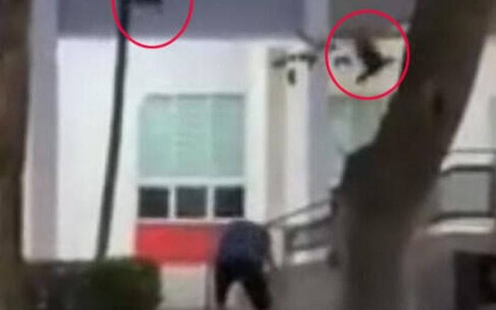 Xôn xao loài vật 'trả thù' người đi đường trong đêm, một cụ ông bị rách trán 8cm