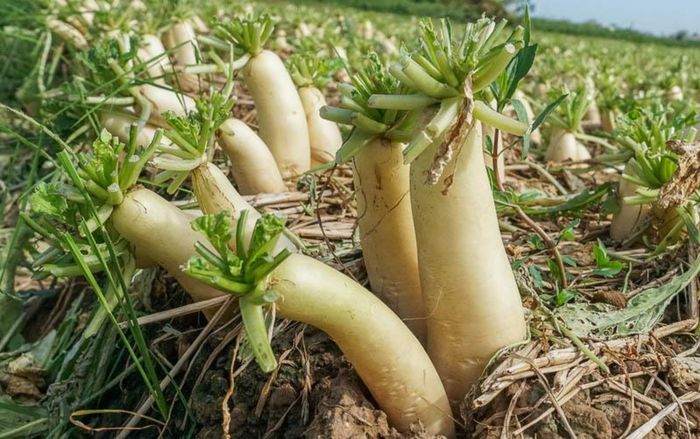Loại cây ăn được củ lẫn lá, ví như nhân sâm cho người nghèo, đi chợ gặp phải mua ngay