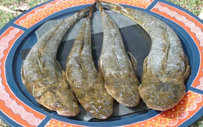 Loài cá với cái tên đặc biệt, thịt chắc như thịt gà được dân sành ăn săn lùng