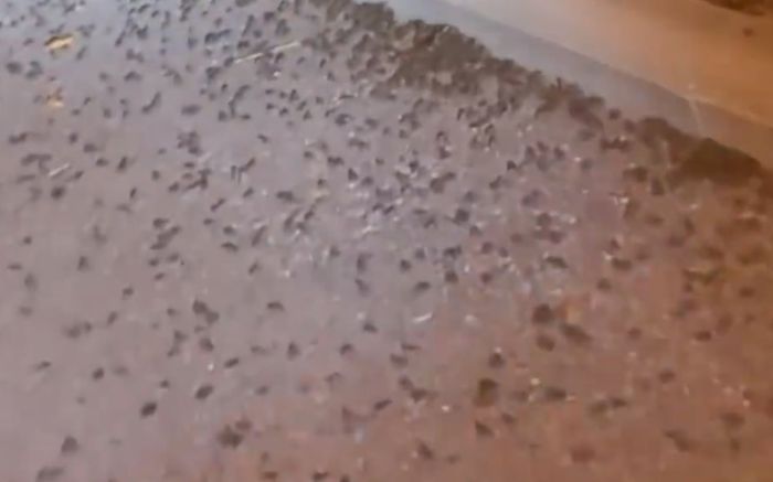 Hàng nghìn con ếch, nhái kéo thành đàn trên đường khiến người dân lo lắng