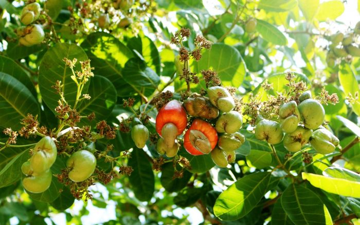 Loại hạt được đánh giá tốt bậc nhất thế giới, ở Việt Nam bán rất rẻ, đi chợ gặp phải mua ngay