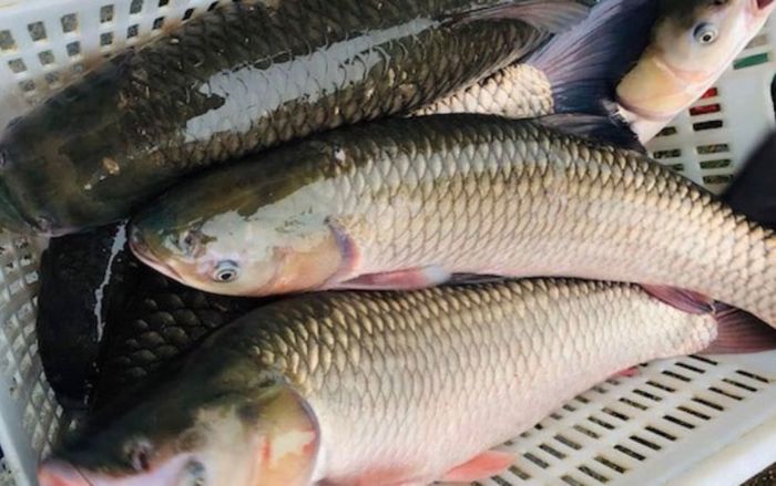 Bộ phận này của cá cực độc nhưng nhiều người Việt lại muốn ăn cho bằng được