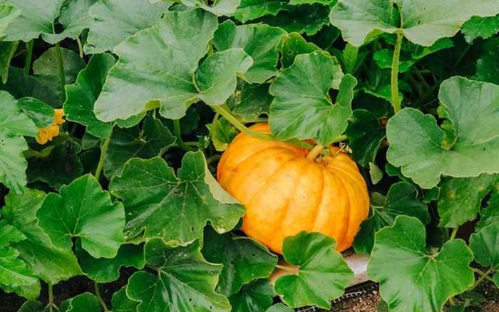 Loại quả dân dã ở Việt Nam được ví bổ không thua nhân sâm, ra chợ gặp phải mua ngay