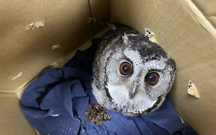 Nghe tiếng động lạ từ phòng khách lúc chuẩn bị đi ngủ, chủ nhà sững sờ khi kiểm tra