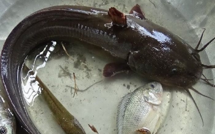 Loại cá dễ lầm cá trê, là đặc sản miền sông nước ăn cực ngon nhưng có độc ở 1 bộ phận