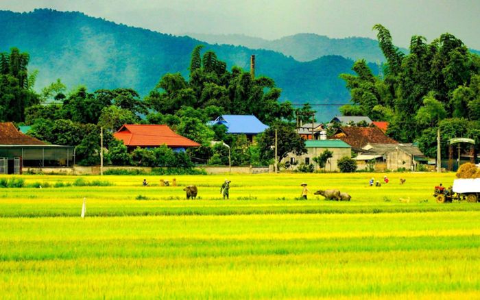 Vẻ đẹp mê hoặc của 'tứ đại cánh đồng' Tây Bắc mùa lúa chín