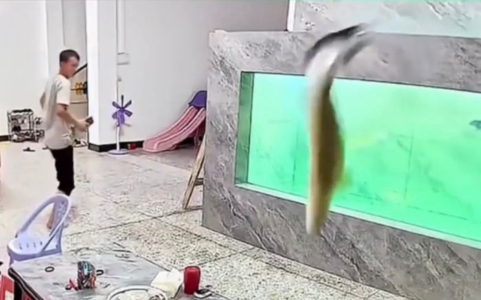Cú nhảy thần sầu của con cá lớn khiến bể tan hoang, chủ 'chạy mất dép'