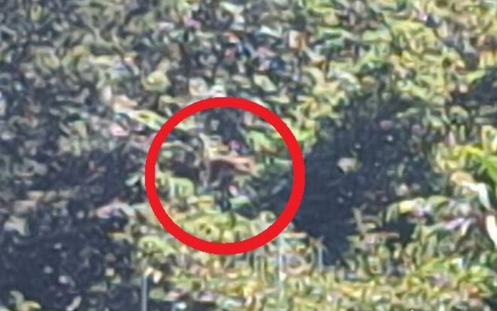 Vườn hồng bị phá hoại khiến nông dân lao đao, danh tính 'thủ phạm' gây ngỡ ngàng