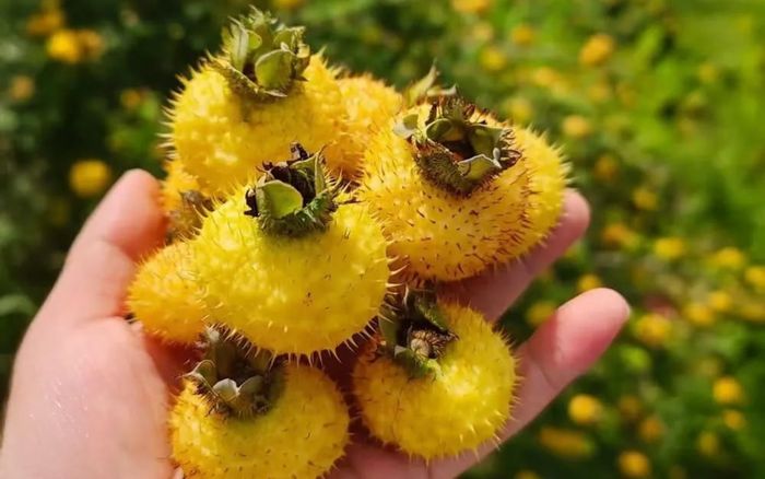 Loại quả đầy gai trông như cây dại, bổ hơn cam gấp 100 lần, ở Việt Nam bán nhiều