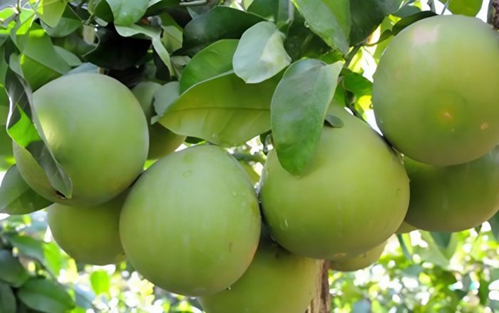 Loại quả xưa là sản vật tiến vua, nay là đặc sản được săn lùng, vị chua ngọt độc đáo