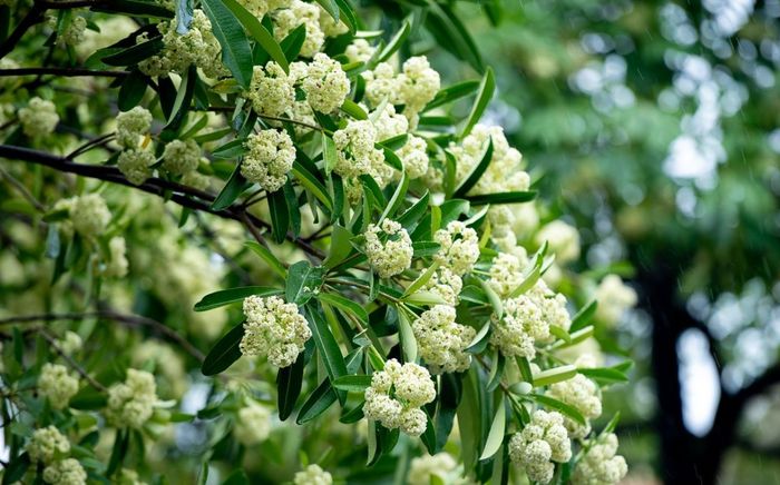 Loài hoa gây tranh cãi nhất khi Hà Nội vào thu