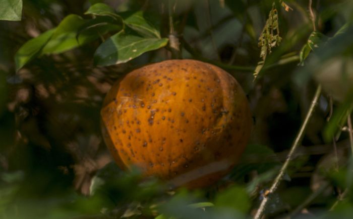 Loại quả đặc sản ở Thái Nguyên: Nghe rất lạ tai, ăn cũng lạ miệng