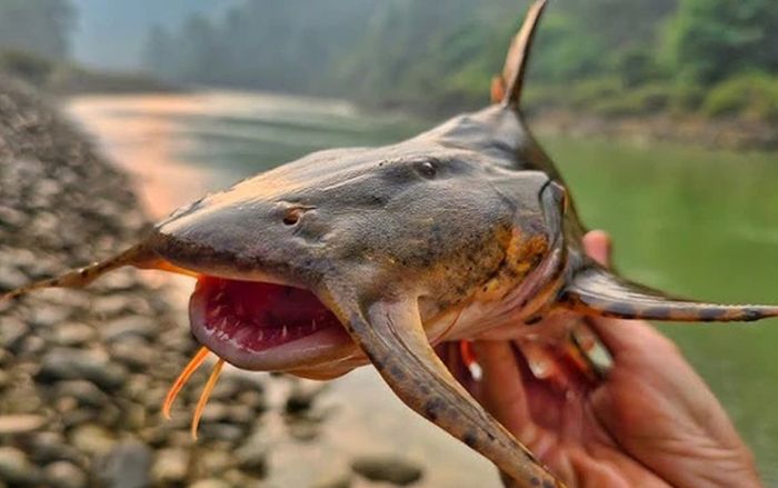 Loại cá có thịt vàng ươm như ướp nghệ lại ít xương, không tanh, giá vài triệu mỗi con