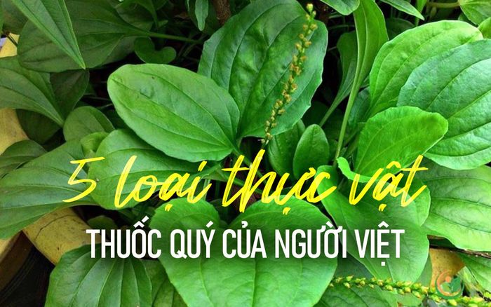 5 loại thực vật giá bình dân là thuốc quý của người Việt
