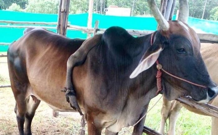 Con bò mọc cái chân thứ 5 trên lưng, trả giá 800 triệu đồng nhưng chủ không bán