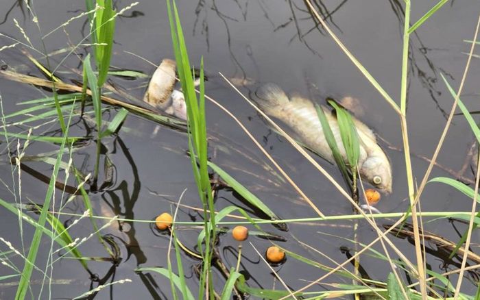 Hai vợ chồng đi ra đồng bắt cá, được hàng xóm tìm thấy trong tình trạng thương tâm