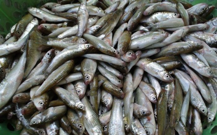 2 loại cá từng bị ngó lơ, nay thành đặc sản được săn lùng