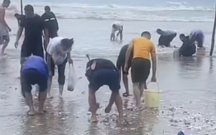 Hải sản phủ kín bãi biển sau cơn bão, người dân đổ xô đi bắt