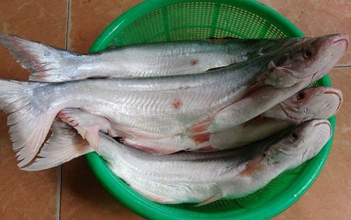 Loại cá là đặc sản miền Tây có thịt thơm mùi đặc biệt, đắt ngang thịt bò Mỹ vẫn cháy hàng