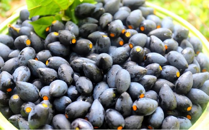 Loại quả từng bị bỏ quên, nay giúp người dân miền sơn cước thu tiền triệu mỗi ngày