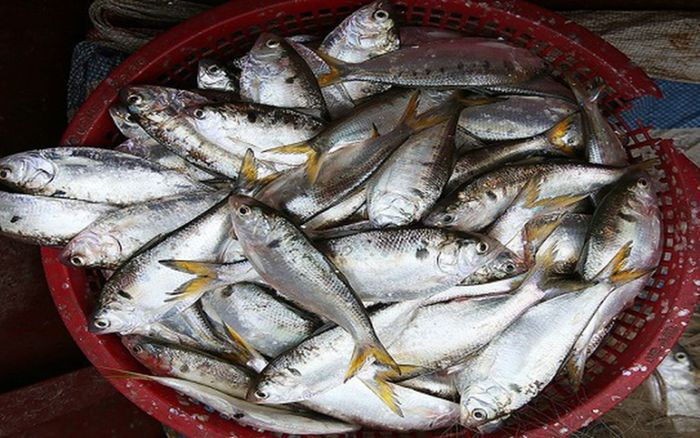 3 loại cá chỉ đánh bắt ngoài tự nhiên, ăn ngon lại tốt, đi chợ gặp phải mua ngay