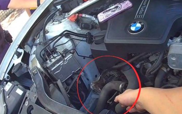 Nghe tiếng kêu bên trong khoang động cơ, chủ xe hoảng hốt gọi cảnh sát