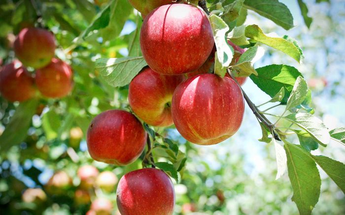 2 loại củ quả chứa đầy hạt vi nhựa nhưng người Việt vẫn ăn mỗi ngày