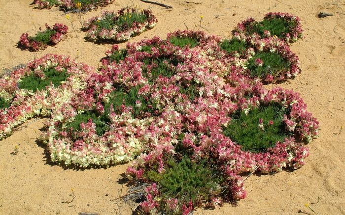 Những vòng hoa kỳ lạ xuất hiện sau mưa, cảnh tượng kỳ thú ai nhìn cũng kinh ngạc