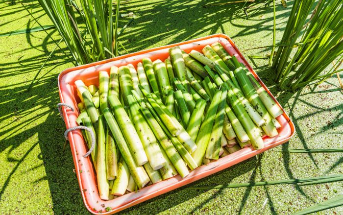 Loại củ là đặc sản Ninh Bình nhưng không phải ai cũng biết