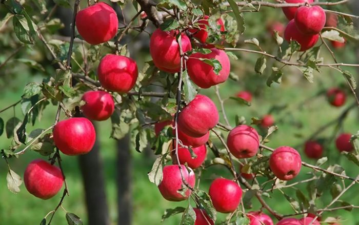 Loại quả được đánh giá tốt nhất thế giới, ở chợ Việt bán rất rẻ, gặp phải mua ngay