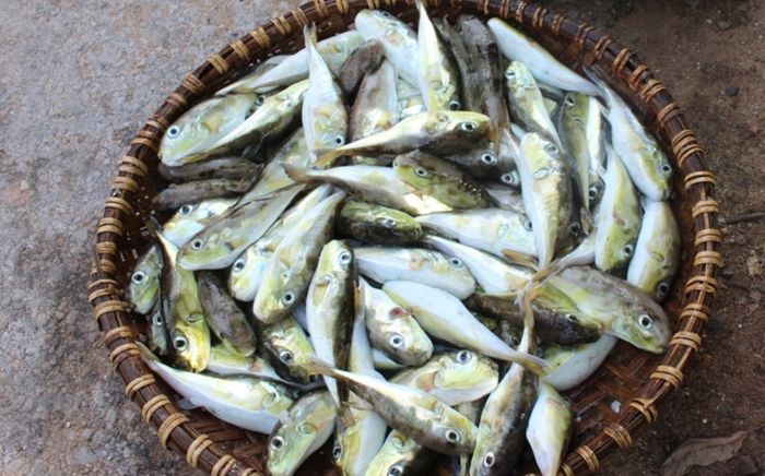 2 loại cá rẻ như cho nhưng tiềm ẩn cực độc, người Việt lại chuộng trong bữa cơm hằng ngày