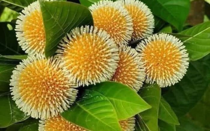 Loại quả mọc dại xưa chẳng ai để ý, nay thành đặc sản được săn lùng
