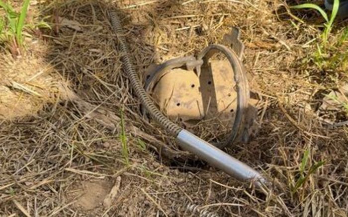 Đặt bẫy lợn rừng ngoài ruộng, ông nội đau lòng trước sự việc xảy ra sau đó