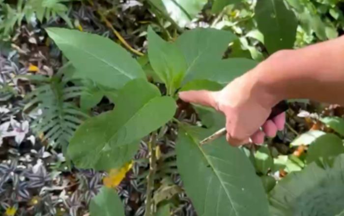 Ăn rau dại mọc ven đường và uống trà ô long, ba chị em xảy ra chuyện sau ít phút