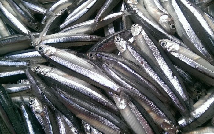 3 loại cá được Mỹ đánh giá ít nhiễm thủy ngân, ở chợ Việt bán rất rẻ, gặp phải mua ngay