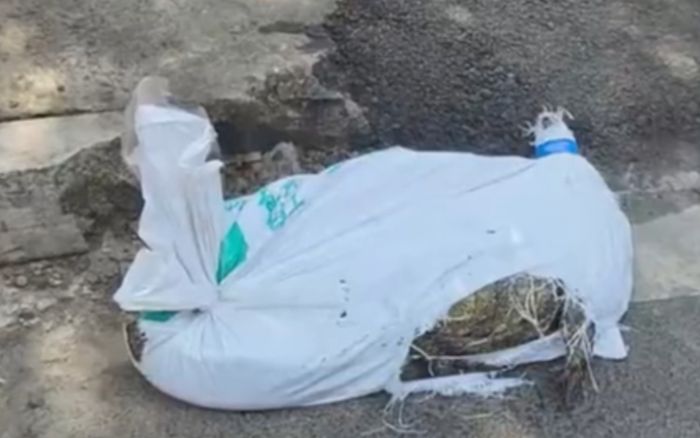 Con cá sấu 'chết' bất ngờ sống lại lúc vận chuyển, tài xế kinh hãi gọi cảnh sát