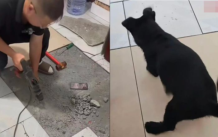 Chó nuôi liên tục có biểu hiện lạ khi về nhà mới, người chủ đào sàn nhà lên thì thấy cảnh tượng bất ngờ