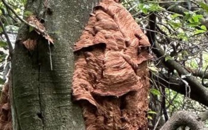 Phát hiện tổ ong khổng lồ, kích thước lớn bằng hai quả bóng rổ khiến nhiều du khách xôn xao