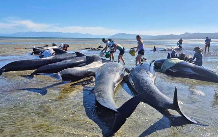 55 con cá voi trôi dạt vào bờ, tình trạng gây đau lòng