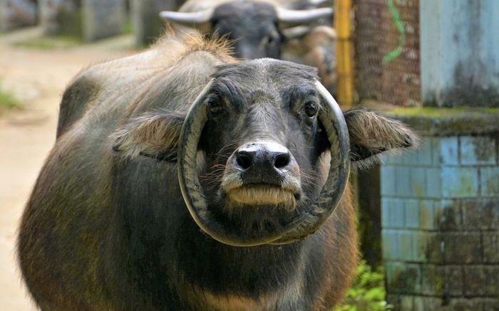 Hai 'ông trâu' độc lạ gây sốt dịp đầu năm 2026, được trả giá cao nhưng chủ nhất quyết không bán