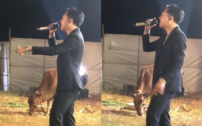 Nam ca sĩ Việt biểu diễn ở đồng cỏ, con bò bên cạnh 'gây sốt'