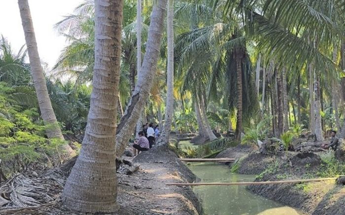 Chồng đi chặt dừa thuê, người vợ gục ngã trước sự việc xảy ra sau đó