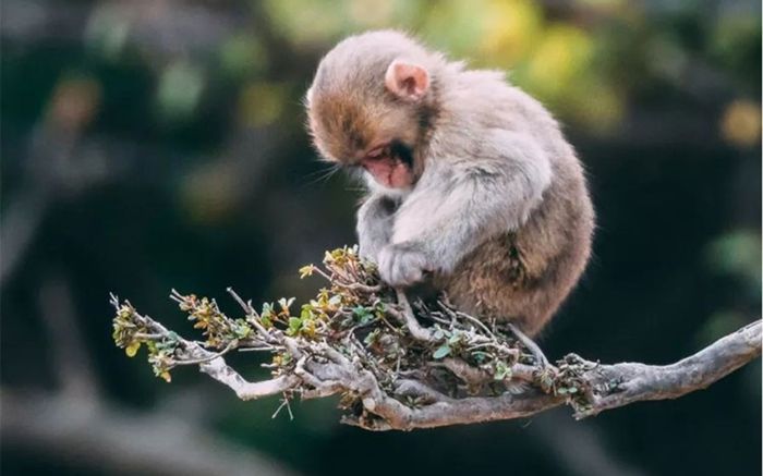 Cuối tháng 11 âm: 2 con giáp đạt đỉnh may mắn, 1 con giáp cần đặc biệt thận trọng